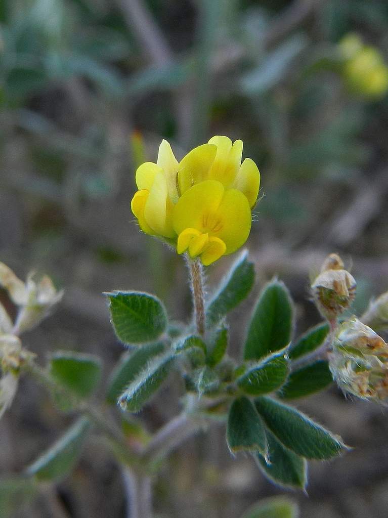 Medicago minima / Erba medica minima